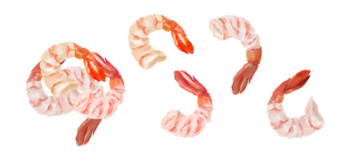Seafood, digital watercolor illustrations set. Shrimp, isolated image on transparent background