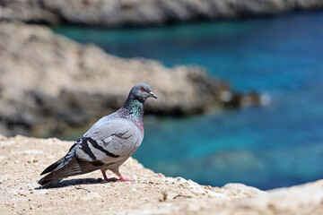 Rock pigeon, Columba livia, looking out on a cliff by the sea, wild birds nest on cliffs and in...