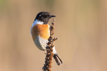 colorful male common stonechat
