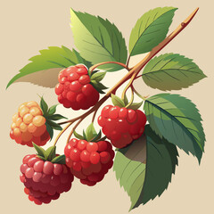 Ripe raspberries on a branch with leaves on a white background