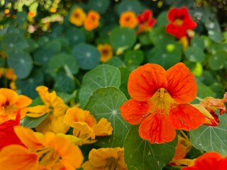 orange flowers and vibrant yellow flowers growing in a pot in the garden.