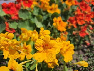 beautiful yellow and orange flowers in a garden blooming outside of pot