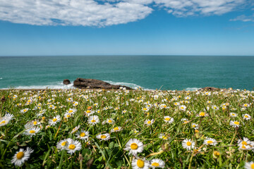 Um mar de margaridas ao lado do oceano: Campo de flores entrelaçado com a verde grama com o oceano ao fundo num dia ensolarado - obrazy, fototapety, plakaty