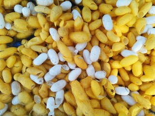 Pile of raw yellow and white silkworm cocoons