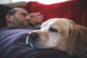 a man sleeps on the couch with a Labrador dog
