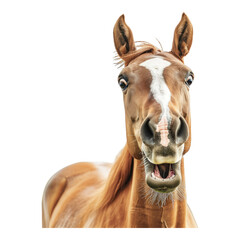 Shocked horse face isolated on transparent background