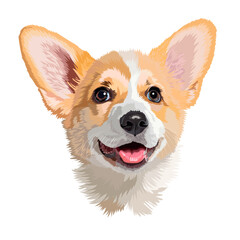 Vector portrait of a Corgi dog with his tongue hanging out