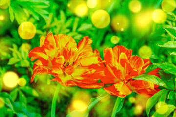 Blooming tulips grow in the garden. Spring gardening, outdoor concept background, floral style