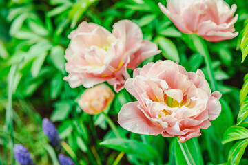 Blooming tulips grow in the garden. Spring gardening, outdoor concept background, floral style