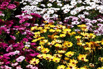 colorful daisy in bloom in spring