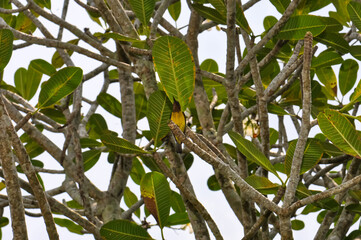 Acridotheres tristis, or Common Myna, or Locust Starling in Thailand. Small bird on the island of Phuket.