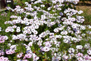 元気に咲き乱れる美しい白い花たち