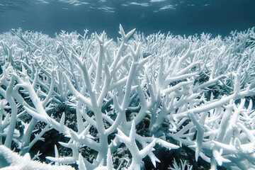 Corals bleached due to environmental pollution.

