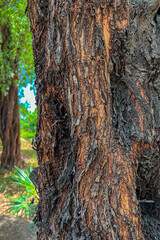 tree trunk with moss