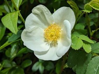 white and yellow flower