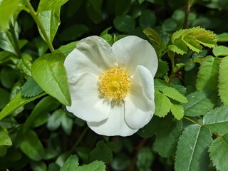 white and yellow flowers