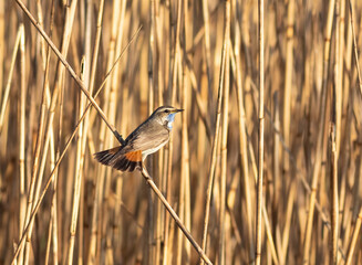 Bluethroat, Luscinia svecica. The bird has opened its tail and is sitting in a reed thicket