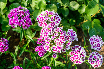 Many small vivid pink flowers of Dianthus barbatus or the sweet William plant in a British cottage style garden in a sunny summer day, beautiful outdoor floral background