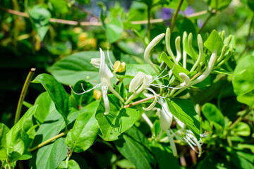 Large green bush with fresh white flowers of Lonicera periclymenum plant, known as common European honeysuckle or woodbine in a garden in a sunny summer day, beautiful outdoor floral background