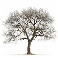 A tree with no leaves is standing alone on a white background