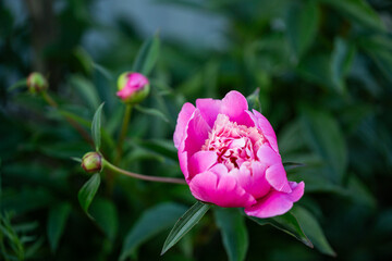 Pink peony in very close-up against green leaves