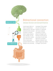 A diagram of the bi-directional brain-gut axis, the relationship between the brain and the gut-stomach. The text below the diagram reads "Bidirectional Connection" and is written in a scientific style