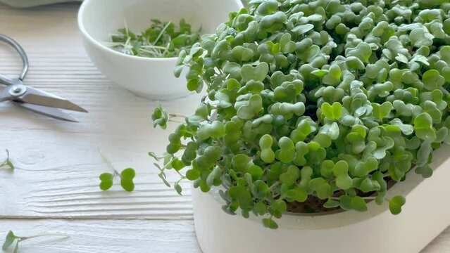 Containers with radish green microgreen sprouts on table.
