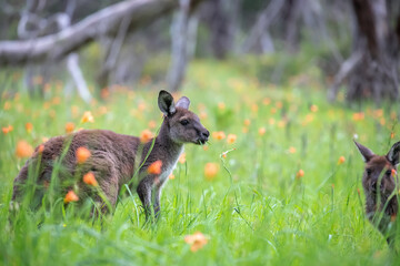 Very cute little wallaby kangaroo is grazing on a green meadow among flowers in Australia, wildlife...