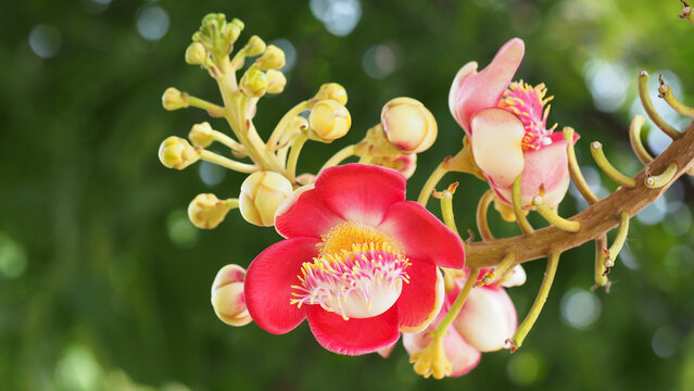 Selective focus of Cannonball tree, Shorea Robus flowers (Bhiddi flower) on defocus background