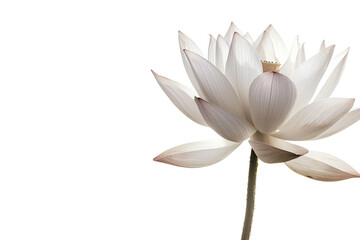 Lotus Flower Bloom On Transparent Background.