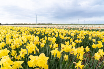 an lot off yellow daffodils Whit windmills