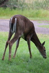 White-tailed deer (Odocoileus virginianus) in front of vibrant green backdrop