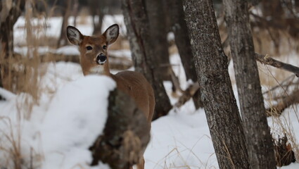 White-tailed deer (Odocoileus virginianus) in a snowy forest landscape