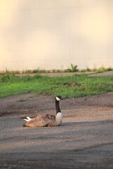 Canada goose resting near sidewalk