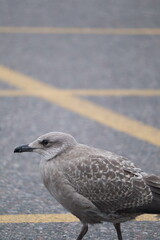Obraz premium Herring gull (Larus argentatus) strolling on a pavement