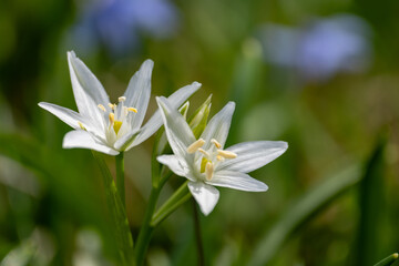 White crocuses on green meadow