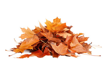 Pile Autumn Leaves On Transparent Background.