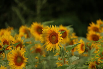 Field of Sunflowers