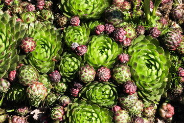 Jovibarba sobolifera plant. Closeup macro decorative little leaves. Fibonacci sequence in nature....