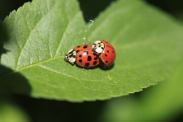 Red ladybugs sitting on green leaf