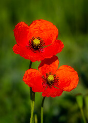 Red poppy flower on a green background. Shallow depth of field.