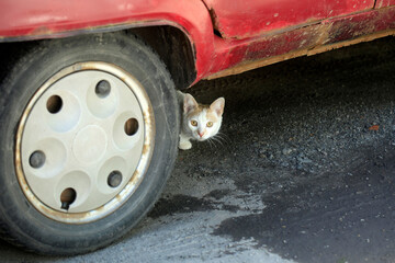 Portrait of cute street cat outside