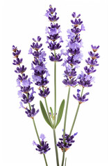 Naklejka premium Lavender flowers isolated on white background 