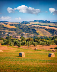 Amazing morning view of Italian countryside with olive garden. Colorful summer scene of wheat...