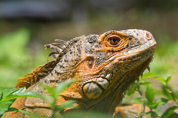 The iguana is looking at the food and wants to approach it