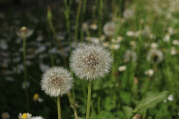 Dandelion in the grass