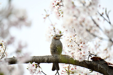 鵯と桜