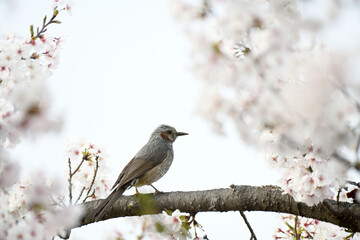 鵯と桜