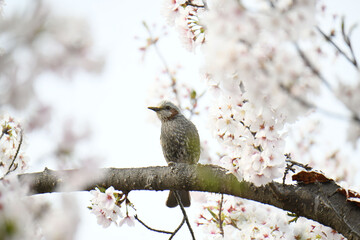 鵯と桜