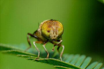 Atylotus is a genus of horse flies in the family Tabanidae.